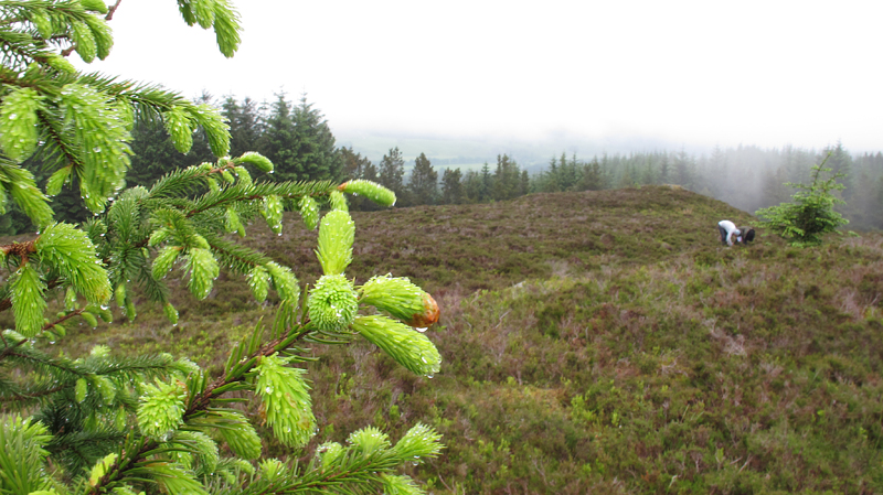 Young isolated spruce in the heather moorland at the top of Kindrogan Hill  Fraser Simpson
