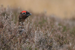 Red Grouse in heather