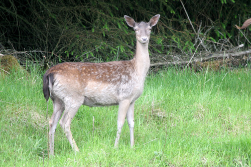 Fallow Deer