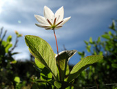 Chickweed Wintergreen (Trientalis europaea)