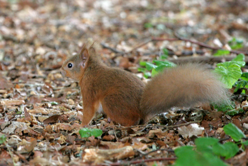 Red Squirrel