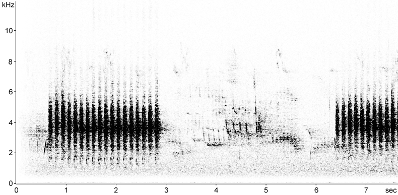 Sonogram of Krper's Nuthatch calls