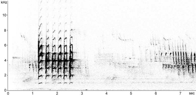 Sonogram of Krüper's Nuthatch calls