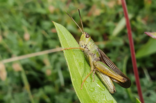 Ladder Grasshopper (Stauroderus scalaris) © Fraser Simpson