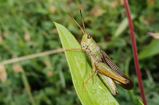 Ladder Grasshopper (Stauroderus scalaris)  Fraser Simpson