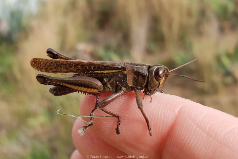 White Banded Grasshopper/Lamenting Grasshopper (Eyprepocnemis plorans)  Fraser Simpson