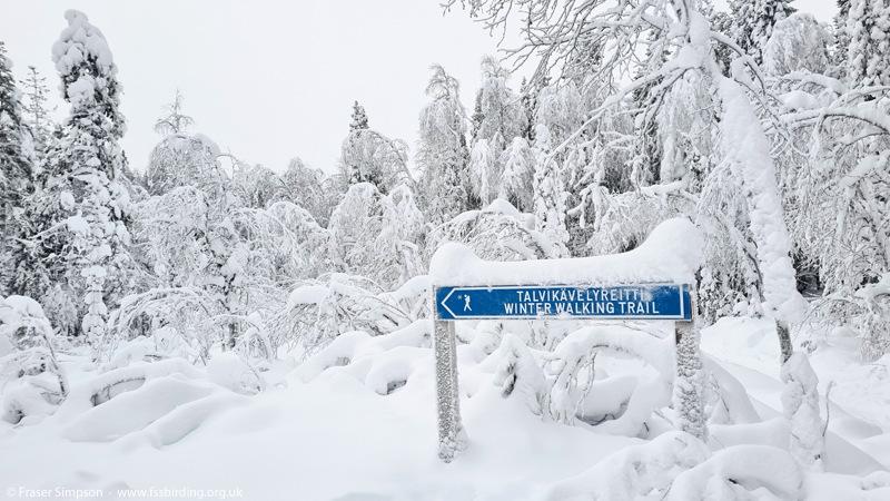 Winter walking trail, Ounasvaara, Rovaniemi, Lapland, Finland  Fraser Simpson 