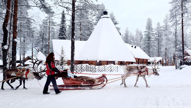 Reindeer sleigh ride, Santa Claus Holiday Village, Rovaniemi, Lapland, Finland  Fraser Simpson 