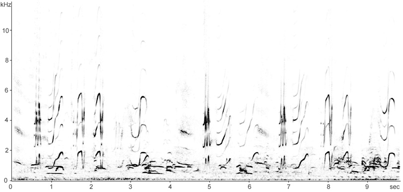 Sonogram of Lapwing in aerial display