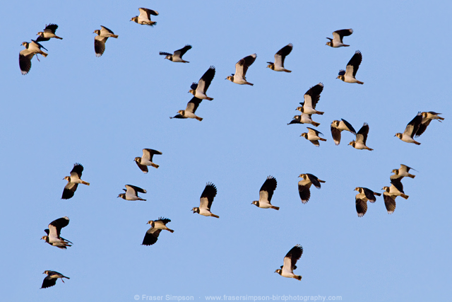 Lapwing, Stour Estuary  Fraser Simpson
