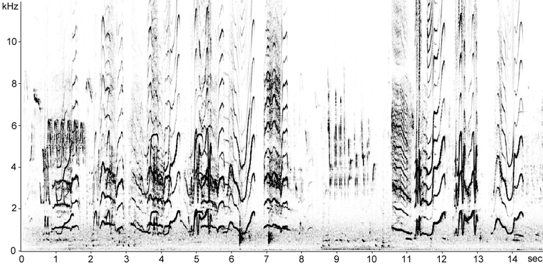 Sonogram of Lapwing in aerial display