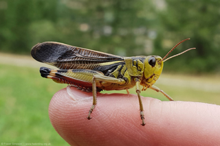 Large Banded Grasshopper (Arcyptera fusca)  Fraser Simpson