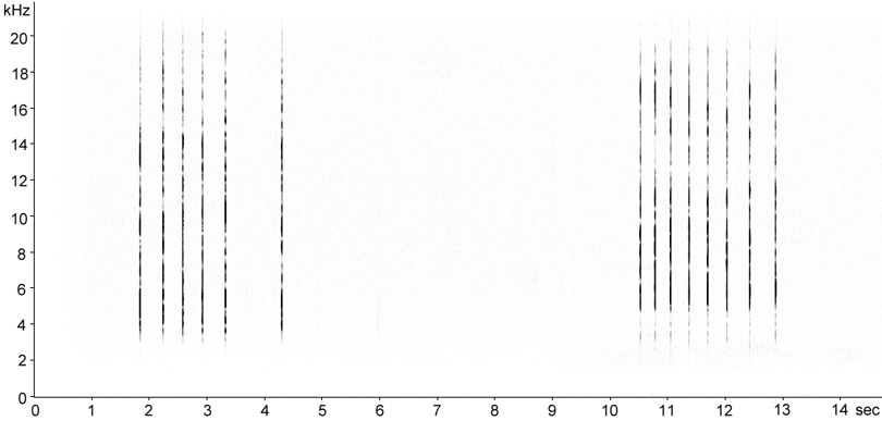 Sonogram of Large Marsh Grasshopper stridulation