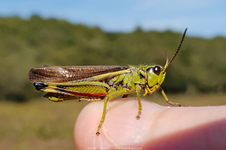 Large Marsh Grasshopper (Stethophyma grossum)  Fraser Simpson