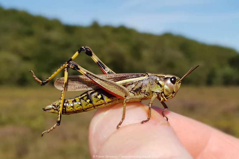 Large Marsh Grasshopper (Stethophyma grossum)  Fraser Simpson