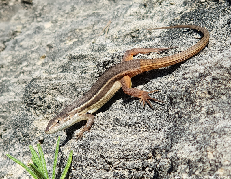Large Psammonodromus (Psammodromus algirus)  Fraser Simpson