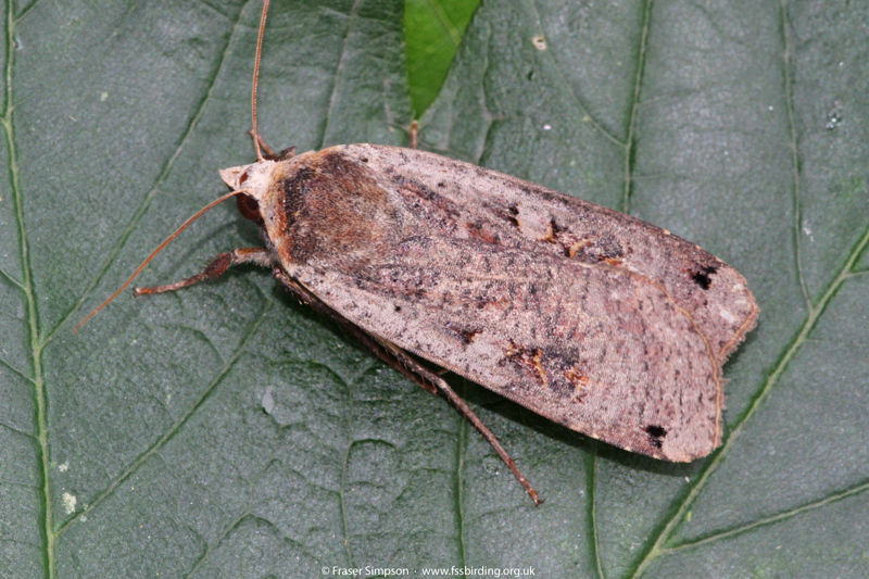 Large Yellow Underwing (Noctua pronuba)  Fraser Simpson