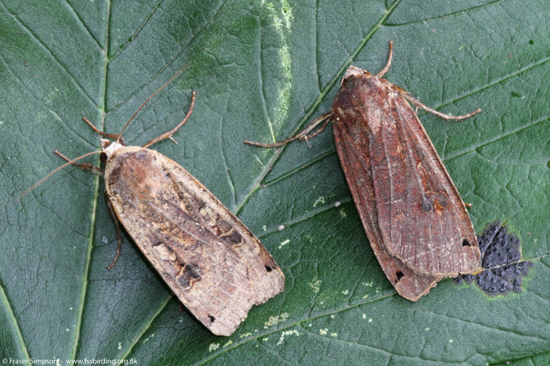 Large Yellow Underwing (Noctua pronuba)  Fraser Simpson