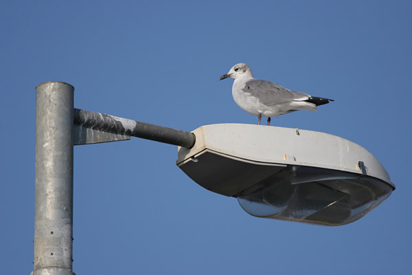 Laughing Gull 2006 Fraser Simpson