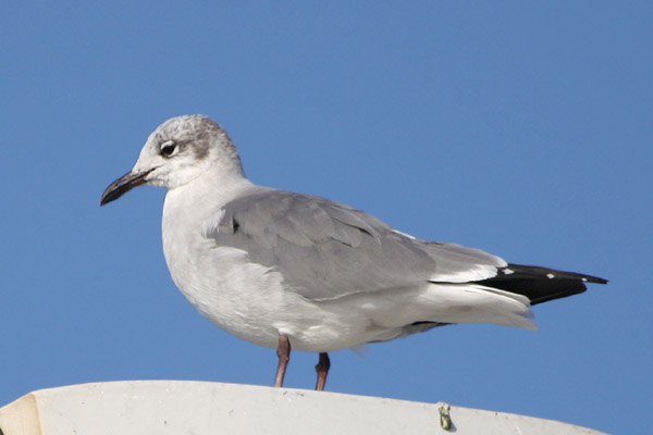Laughing Gull 2006 Fraser Simpson