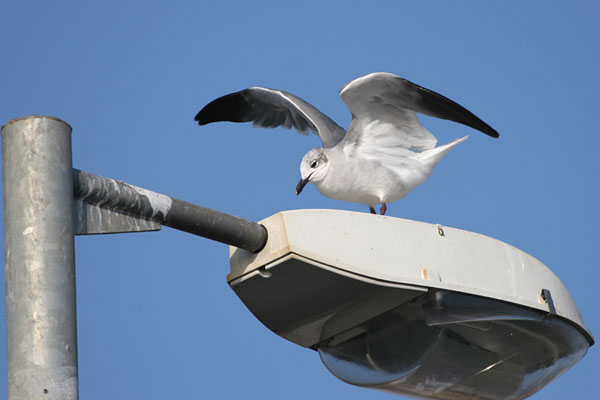 Laughing Gull 2006 Fraser Simpson