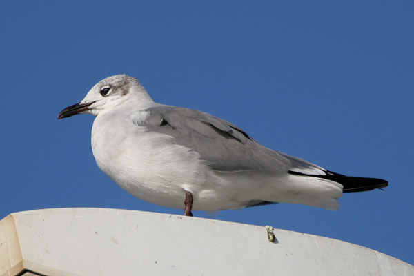 Laughing Gull 2006 Fraser Simpson
