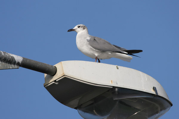 Laughing Gull 2006 Fraser Simpson