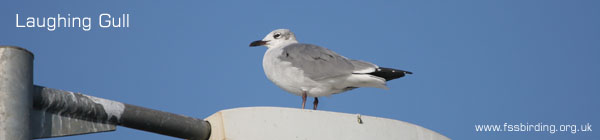 Laughing Gull ©2006 Fraser Simpson