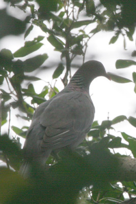Bolle's Pigeon Columba bollii  2006 Fraser Simpson