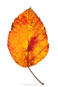 Autumn Leaf