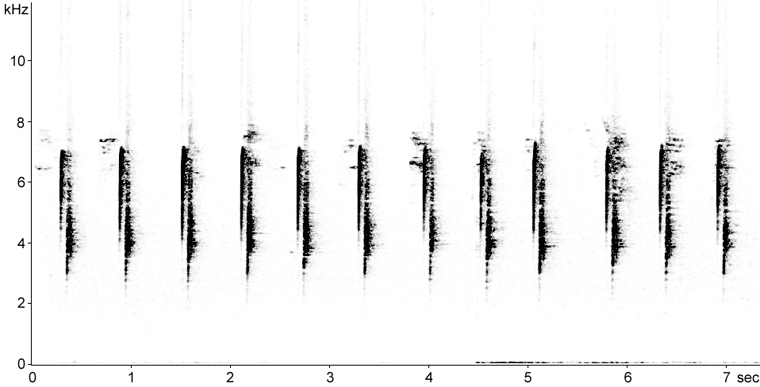 Sonogram of Least Flycatcher