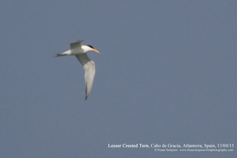 Lesser Crested Tern (Thalasseus bengalensis), Atlanterra  Fraser Simpson