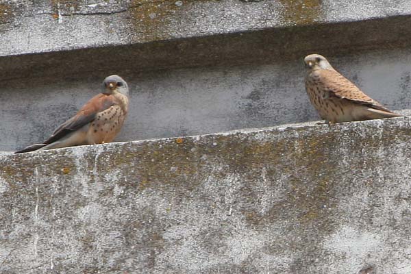 Lesser Kestrels, Vejer de la Frontera  2005  F. S. Simpson