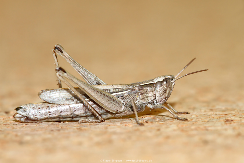Lesser Marsh Grasshopper (Chorthippus albomarginatus)  Fraser Simpson