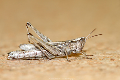 Lesser Marsh Grasshopper (Chorthippus albomarginatus) - female  Fraser Simpson