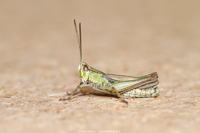 Lesser Marsh Grasshopper (Chorthippus albomarginatus)  Fraser Simpson