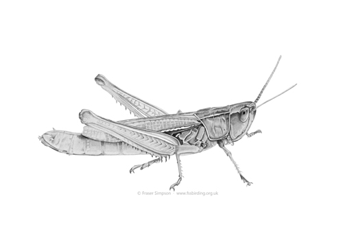 Lesser Marsh Grasshopper drawing © Fraser Simpson