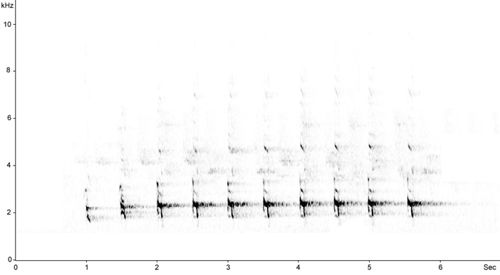 Sonogram of Lesser Spotted Eagle, Aquila pomarina  2009 Fraser Simpson