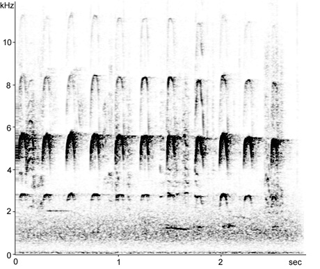 Sonogram of Lesser Spotted Woodpecker call