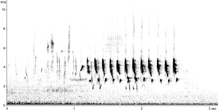 Sonogram of Lesser Whitethroat song