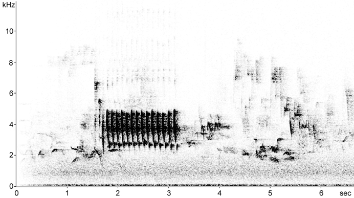 Sonogram of Lesser Whitethroat song