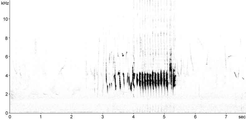 Sonogram of Lesser Whitethroat song