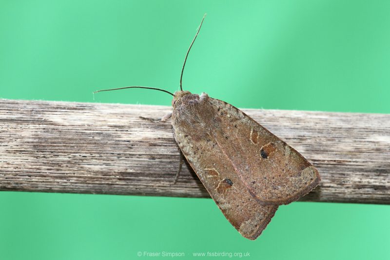 Broad-bordered Yellow Underwing (Noctua comes)  Fraser Simpson