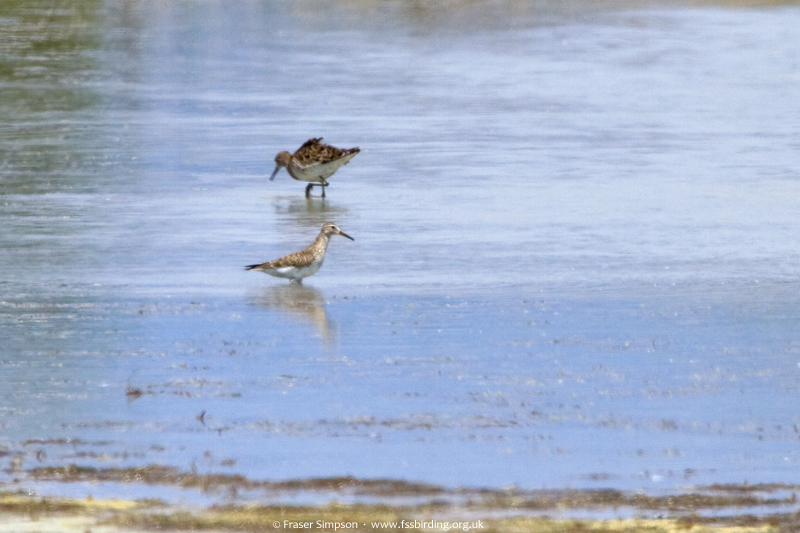 Pectoral Sandpiper (Calidris melanotos), Alikoudi Pool  Fraser Simpson    www.fssbirding.org.uk