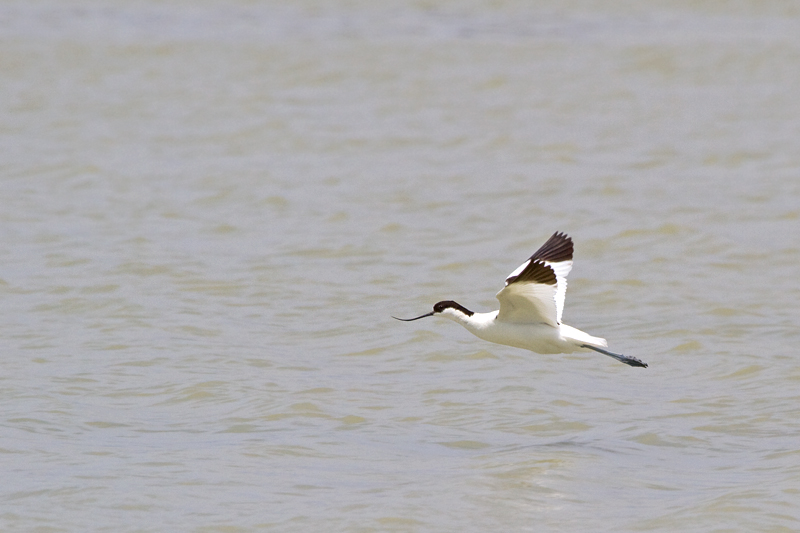 Pied Avocet (Recurvirostra avocetta), Kalloni Saltpans  Fraser Simpson    www.fssbirding.org.uk