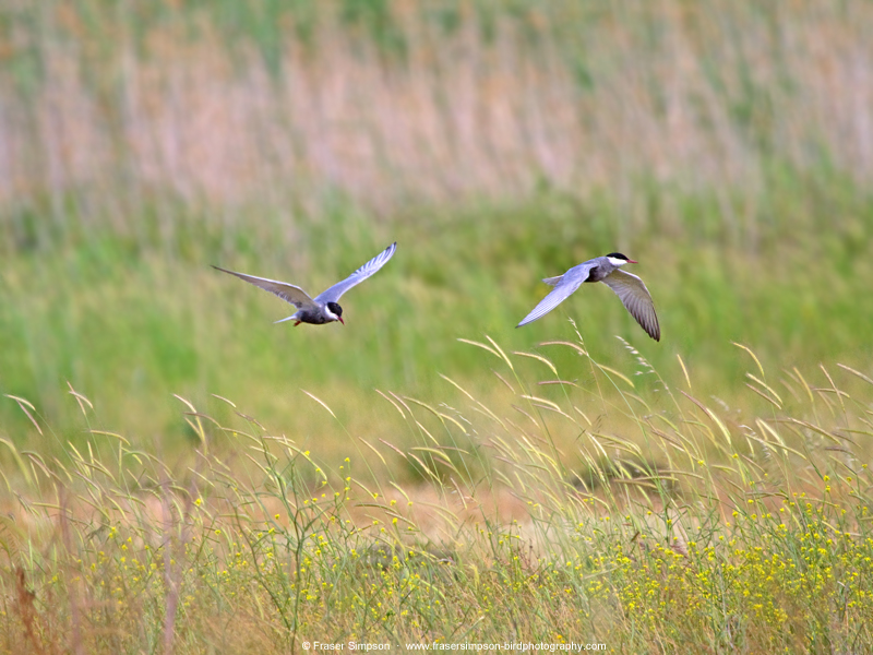 Whiskered Tern (Childonias hybrida), Kalloni Saltpans  Fraser Simpson    www.fssbirding.org.uk