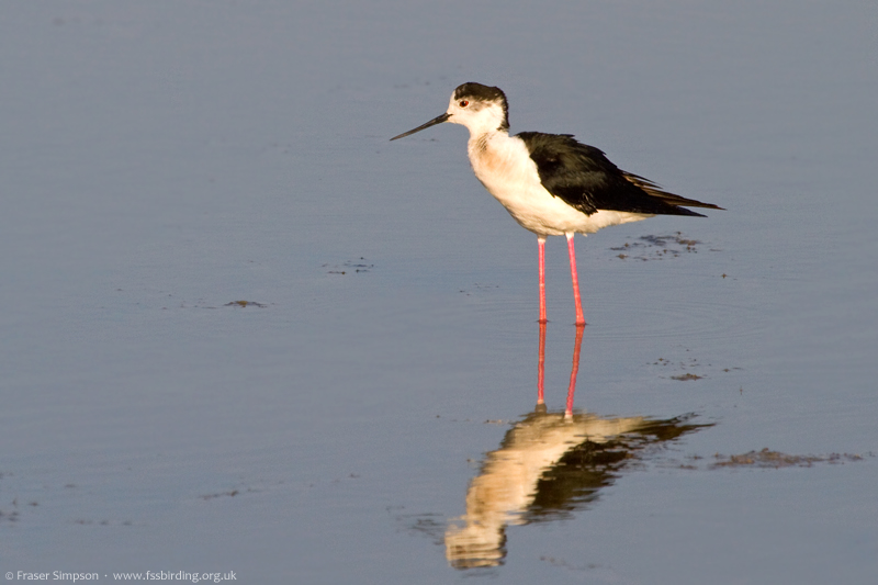 Black-winged Stilt (Himantopus himantopus), Kalloni Saltpans  Fraser Simpson    www.fssbirding.org.uk