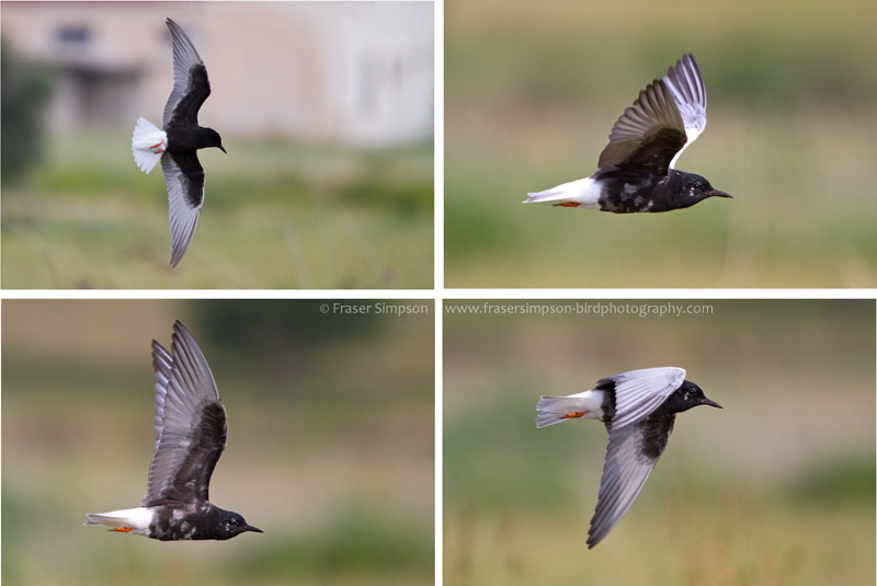 White-winged Black Terns (Childonias leucopterus), Kalloni Saltpans  Fraser Simpson    www.fssbirding.org.uk