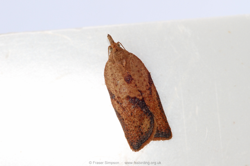 Light Brown Apple Moth (Epiphyas postvittana)  Fraser Simpson