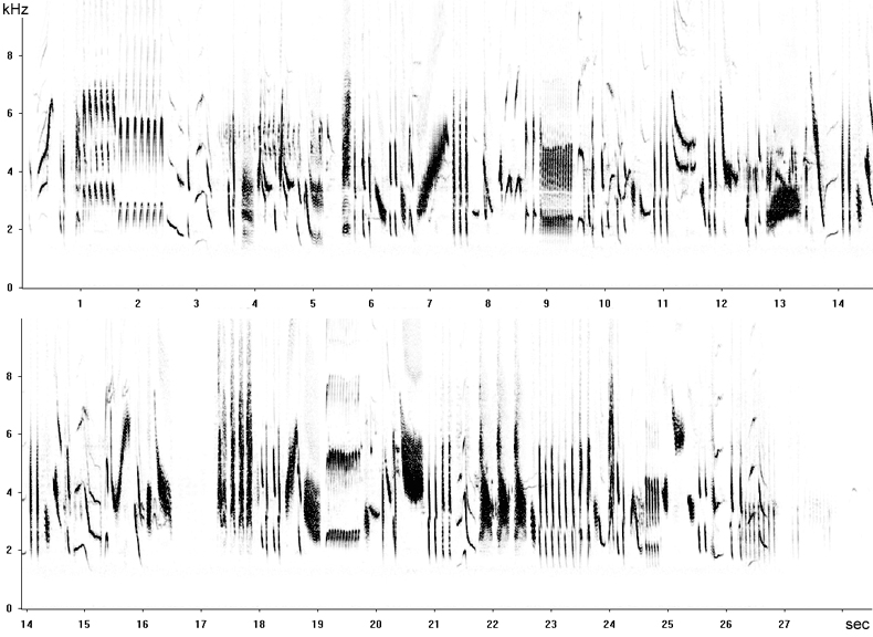 Linnet song spectrogram  Fraser Simpson